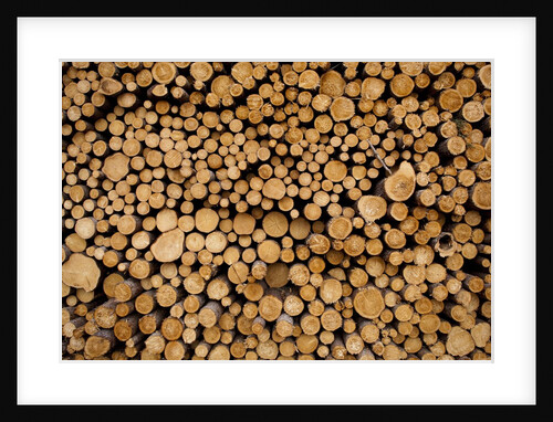 Log Pile at Sawmill, Gulliver, Michigan by Anonymous
