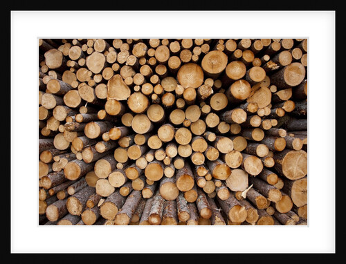 Log Pile at Sawmill, Gulliver, Michigan by Anonymous