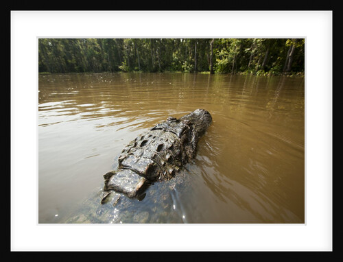 Alligator, Honey Island Swamp, Louisiana by Anonymous