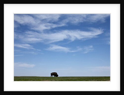 Bison, Badlands National Park, South Dakota by Anonymous