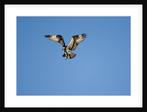 Osprey, Acadia National Park, Maine by Anonymous
