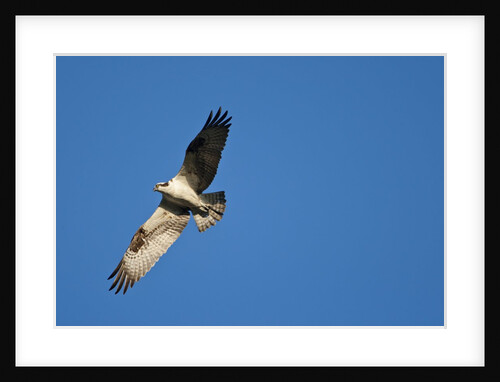 Osprey, Acadia National Park, Maine by Anonymous
