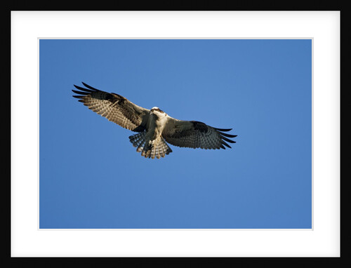 Osprey, Acadia National Park, Maine by Anonymous