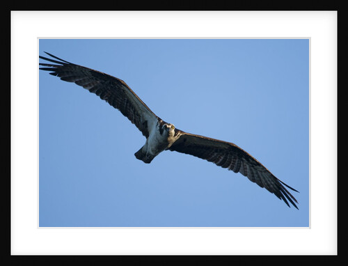 Osprey, Acadia National Park, Maine by Anonymous