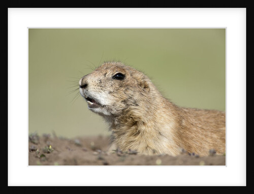 Prairie Dog by Anonymous