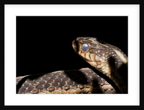 Garter Snake, Acadia National Park, Maine by Anonymous