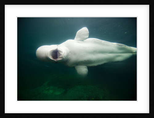 Beluga Whale, Mystic Aquarium, Connecticut by Anonymous