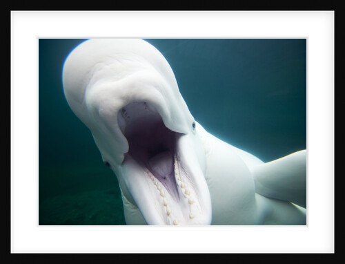 Beluga Whale, Mystic Aquarium, Connecticut by Anonymous