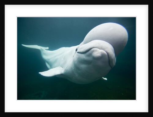 Beluga Whale, Mystic Aquarium, Connecticut by Anonymous