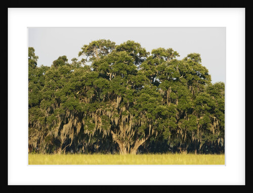 Spanish Moss, Pineland, Florida by Anonymous