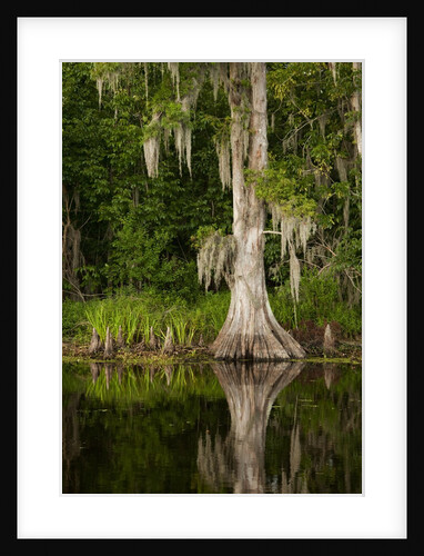 Bayou, New Orleans, Louisiana by Anonymous