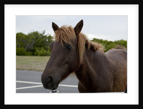 Wild Horses by Anonymous