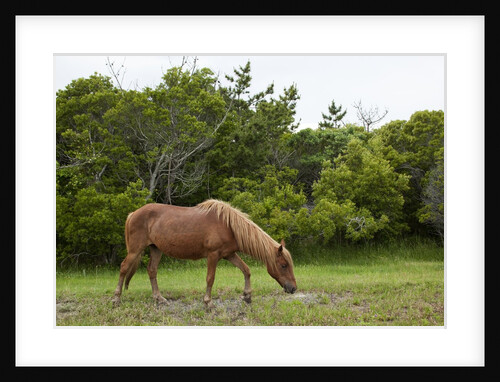 Wild Horses by Anonymous