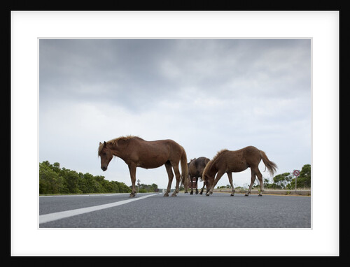 Wild Horses by Anonymous