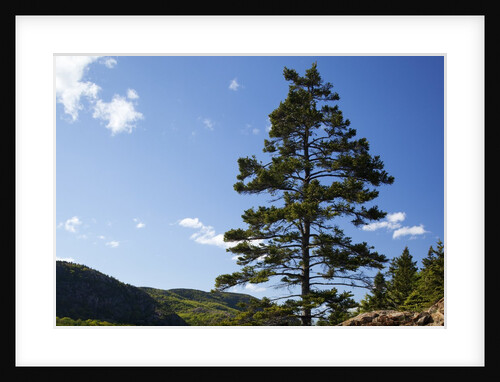 Atlantic Coastline, Acadia National Park, Maine by Anonymous