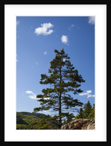 Atlantic Coastline, Acadia National Park, Maine by Anonymous