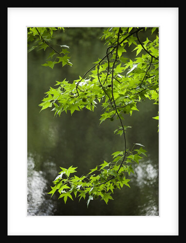 Dismal Swamp State Park, North Carolina by Anonymous