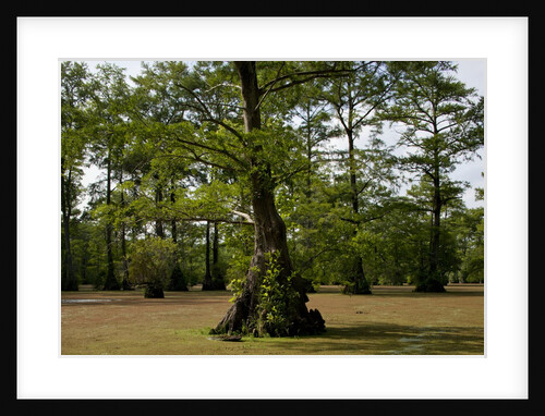 Merchants Millpond State Park, North Carolina by Anonymous