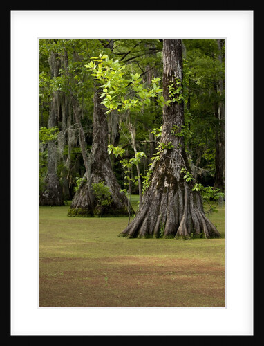 Cypress Swamp, Merchants Millpond State Park, North Carolina by Anonymous