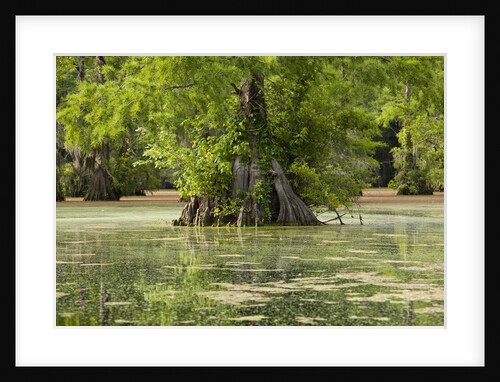 Merchants Millpond State Park, North Carolina by Anonymous