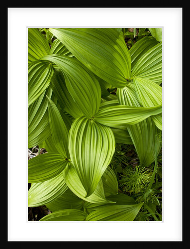 Forest Vegetation, White Mountains, New Hampshire by Anonymous