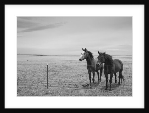 Horse in High Desert, Trujillo, New Mexico by Anonymous
