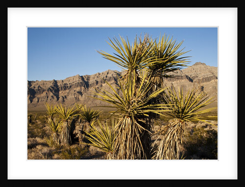 Joshua Tree, Delamar, Nevada by Anonymous