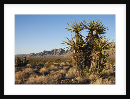 Palm Trees in Desert, Delamar, Nevada by Anonymous