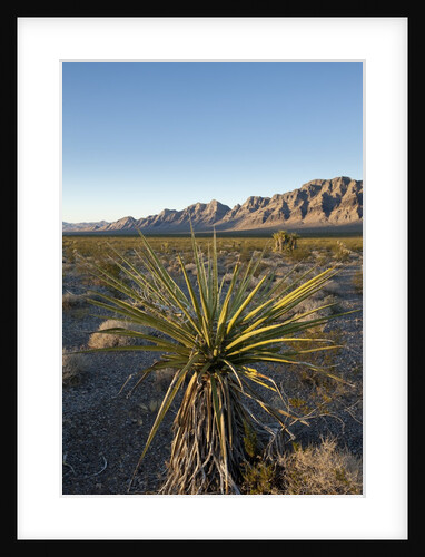 Joshua Tree, Delamar, Nevada by Anonymous