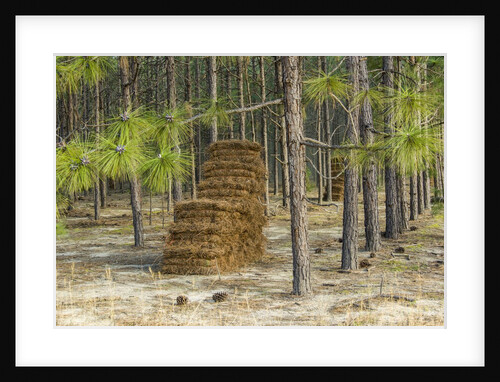 Pine needle harvest by Anonymous