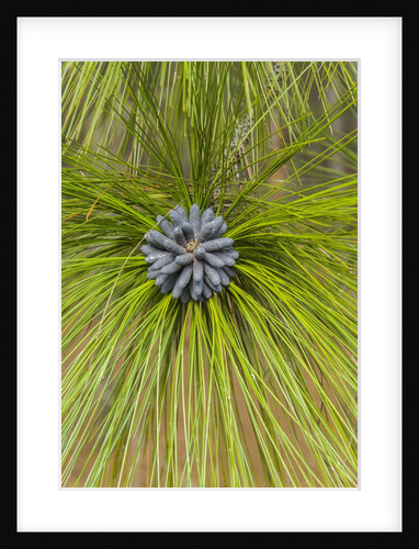 Longleaf Pine bloom by Anonymous