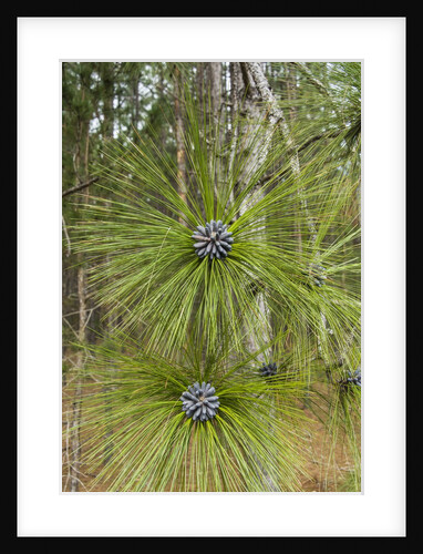 Longleaf Pine bloom by Anonymous