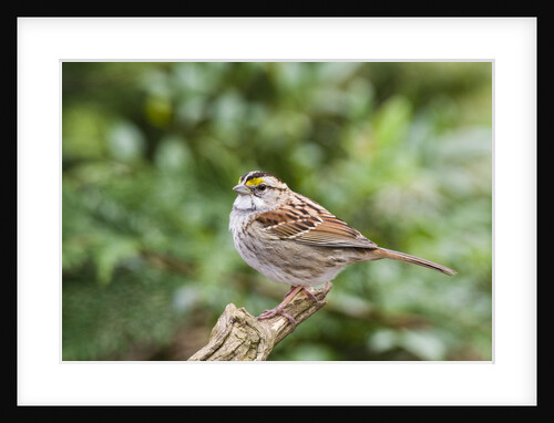 White-throated Sparrow by Anonymous