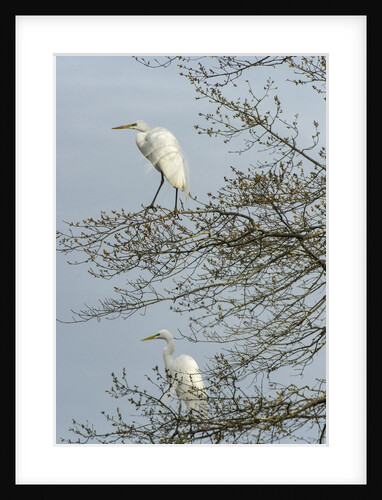 Egret by Anonymous