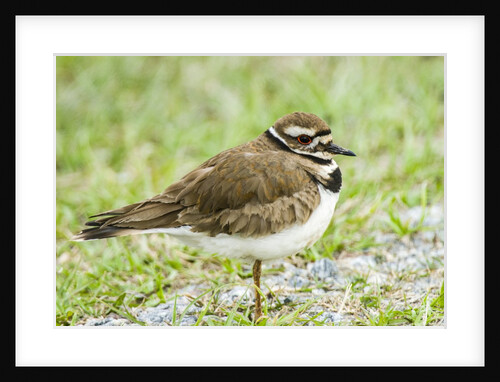 Killdeer by Anonymous