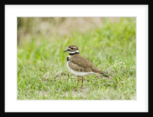 Killdeer by Anonymous