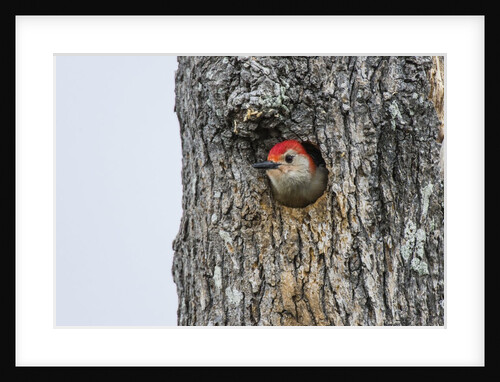 Red-bellied Woodpecker by Anonymous