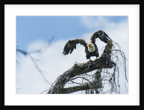 American Eagle by Anonymous