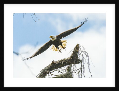 American Eagle by Anonymous