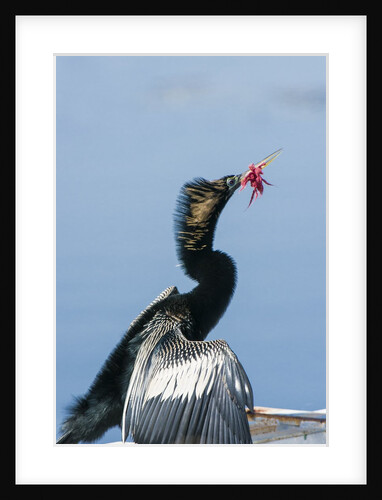 Anhinga with string in its beak by Anonymous