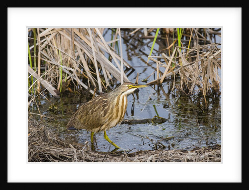 American Bittern by Anonymous