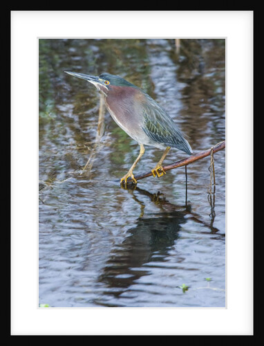 Green Heron by Anonymous