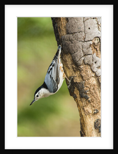 White-breasted Nuthatch by Anonymous