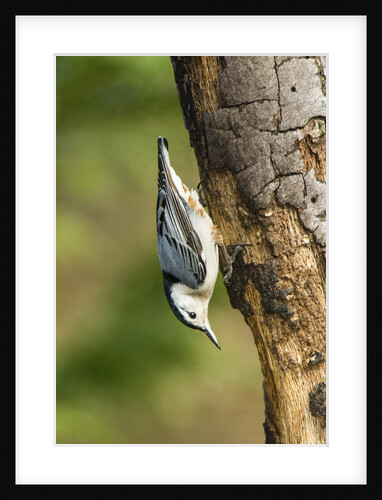 White-breasted Nuthatch by Anonymous