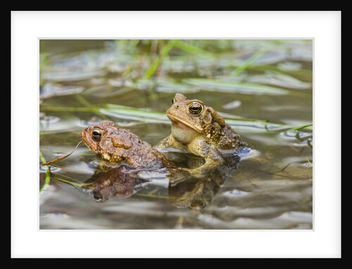 Fowler Frog by Anonymous