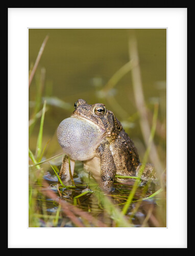 Fowler Frog by Anonymous