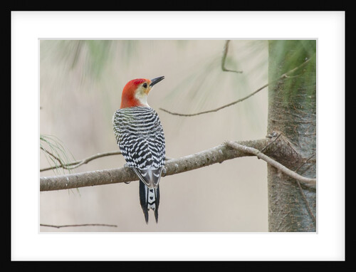 Red-bellied Woodpecker by Anonymous