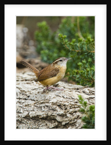 Carolina Wren by Anonymous