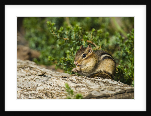 Eastern Chipmunk by Anonymous