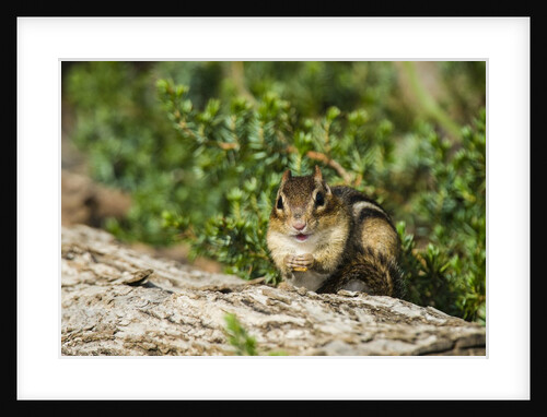 Eastern Chipmunk by Anonymous